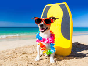 Imagini amuzante de plajă