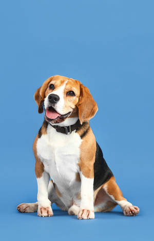 Câine Beagle Adorabil pe Fundal Albastru Pastel — POCO Pad C1 Fundal