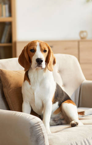 Câine Beagle Așezat pe Canapea — POCO Pad C1 Fundal
