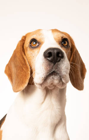 Câine Beagle cu Bărbia Ridicată — POCO Pad C1 Fundal