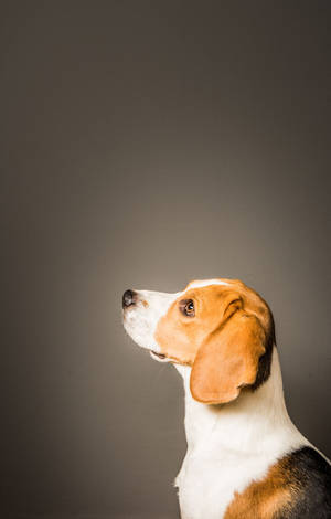Câine Beagle în Profil Lateral — POCO Pad C1 Fundal