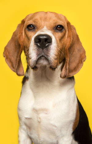 Câine Beagle pe Fundal Galben — POCO Pad C1 Fundal