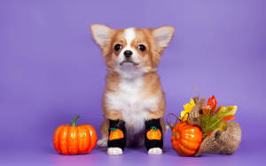 Câine Drăguț de Halloween cu Estetică Plăcută — Drăguț estetic Halloween Fundal