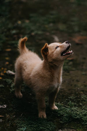 Câine drăguț Jindo pe iarbă — Cățel drăguț Fundal