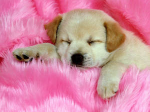 Câine Golden Retriever care doarme pe blană roz
