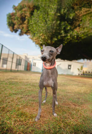 Fond de ecran Câine Greyhound în Parc — IQOO Pad Fundal