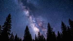 Un cer înstelat cu Calea Lactee peste silueta pădurii de pini. — Vedere spre cer Fundal