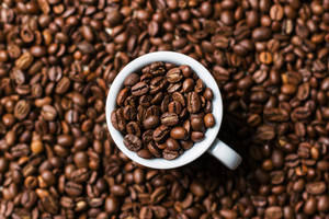 Cană albă umplută cu boabe de cafea — Maro estetic GIF Fundal