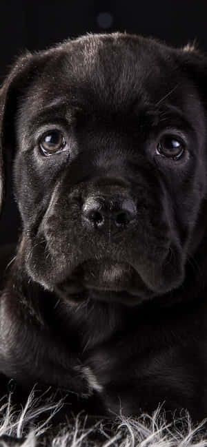Fundal Cane Corso — CMF Phone Fundal