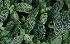 Captivant Fundal Estetic Verde Închis — Estetică verde închis Fundal