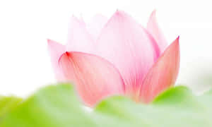 Captivantă Floare de Lotus Roz — Floral Fundal