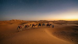 Camile traversând dune de nisip sub stele într-o scenă deșertică ultra-wide. — 2560x1080 Fundal