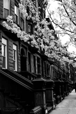 Cartierul Harlem New York alb-negru — Xiaomi Pad 8 Pro Fundal