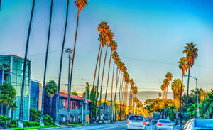 Fond de ecran Case de pe Sunset Boulevard — Sunset Boulevard Fundal
