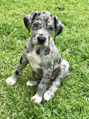 Imagini Căței Great Dane — iPad Pro 12.9 Fundal