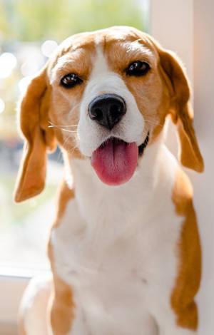 Cățel Beagle Drăguț cu Limba Scoasă — POCO Pad C1 Fundal