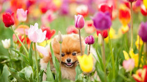 Cățel Pomeranian Drăguț de Primăvară