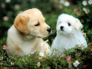 Cățeluș drăguț și Golden Retriever maro