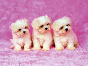 Trei cățeluși Shih Tzu drăguți