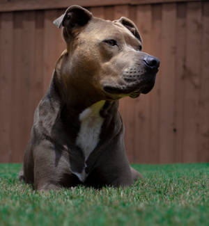 Fond de ecran cățeluș American Pitbull maro și alb — Motorola Razr Fold Fundal