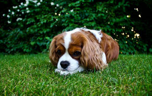 Cățeluș drăguț King Charles Spaniel