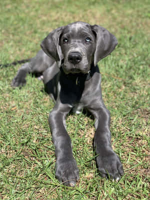 Imagini cu Cățeluși Great Dane — iPad Pro 13 Fundal
