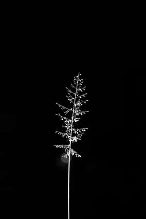 Cel mai bun fundal minimalist — Minimalist Fundal