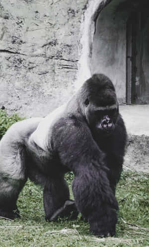 Fundal cel mai bun gorilla — Galaxy Tab A11 Fundal