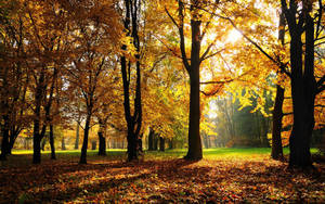 Big wide hickories trees with yellow leaves on a bright sunny day during autumn season. — Toamnă Fundal