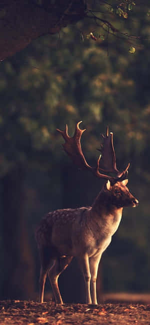 Deer Desktop — iPhone 17e Fundal