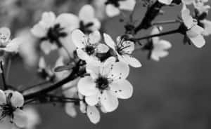 Cireș înflorit monocrom — Floare de cireș Fundal