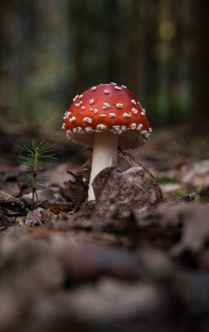 Tapet ciupercă Fly Agaric în sol — Galaxy Tab S9 Fundal