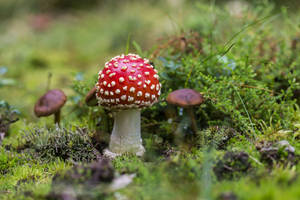 Ciuperca Roșie Amanita Muscaria Estetică — Estetică ciuperci Fundal