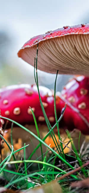 Mushroom Phone — iPhone 17 Pro Max Fundal