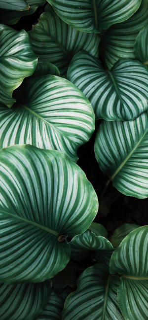 Plante Iphone — Galaxy A08 Fundal
