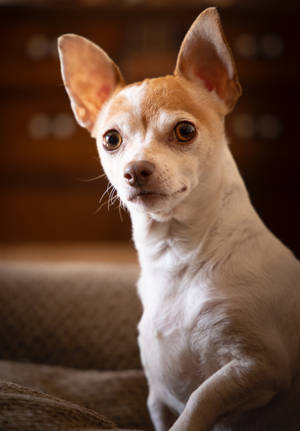Wallpaper Cool Chihuahua Alb și Maro — OnePlus Pad Fundal