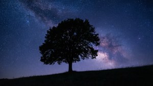 Silueta unui copac pe o colină sub cerul înstelat al Căii Lactee — 1366x768 Fundal