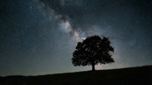 Un peisaj nocturn minimalist cu un copac și cer înstelat, perfect pentru un wallpaper liniștit.