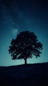 Silueta unui copac pe un deal sub un cer nocturn albastru-închis plin de stele, misterios și senin. imagine de fundal