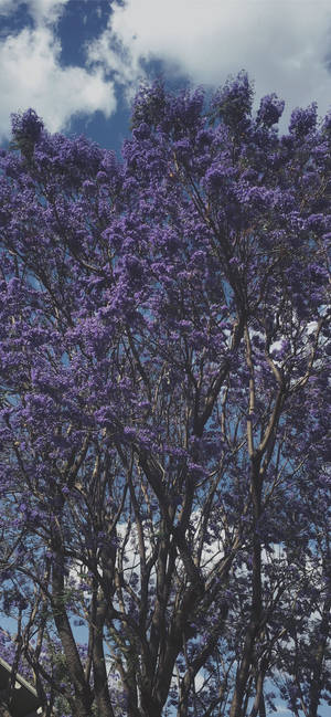 Fond de ecran Copac Violet Cool — iPhone 15 Pro Max Fundal