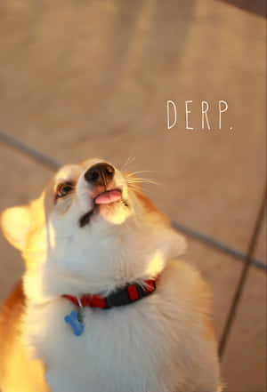 Poză amuzantă cu corgi
