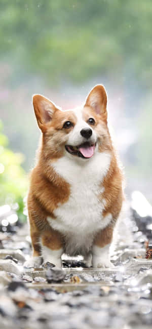 Fundal Corgi — Xiaomi 17T Fundal