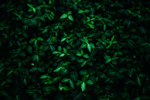 Imagini estetice verde închis — MacBook Pro M4 Fundal
