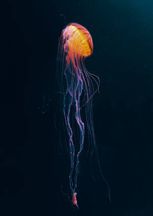 Meduza galbenă strălucitoare în wallpaper anime întunecat — OnePlus Pad 4 Fundal