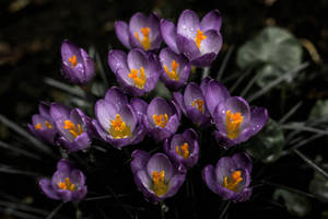Crocus Mov Lavand Aesthetic — Levănțică estetică Fundal