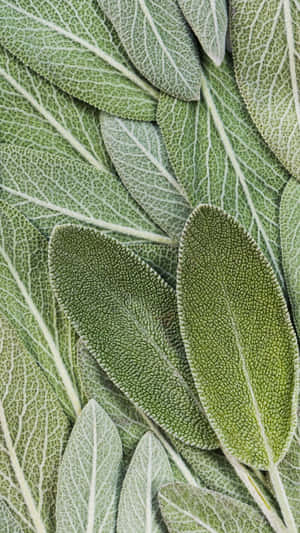Imagini estetice verde salvie — Șerlui verde salvie Fundal
