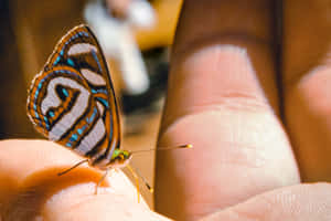 Imagini estetice cu fluturi — Fluture estetic Fundal