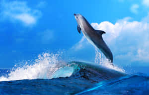 Delfin drăguț cer maiestuos — Ocean Fundal