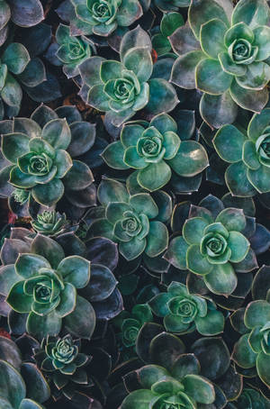 Wallpaper estetic verde cu suculenta Echeveria — Ecran de start Fundal
