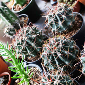 Imagini cu Plante Cactus — iPad Pro 11 Fundal